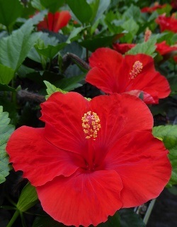 HibisQs® Multi-Tropic Red Tropical Hibiscus, Chinese Hibiscus, Hibiscus 'Multi Tropic Red'